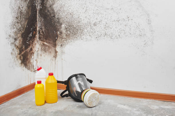 Best Same-Day Mold Removal  in Coal City, WV
