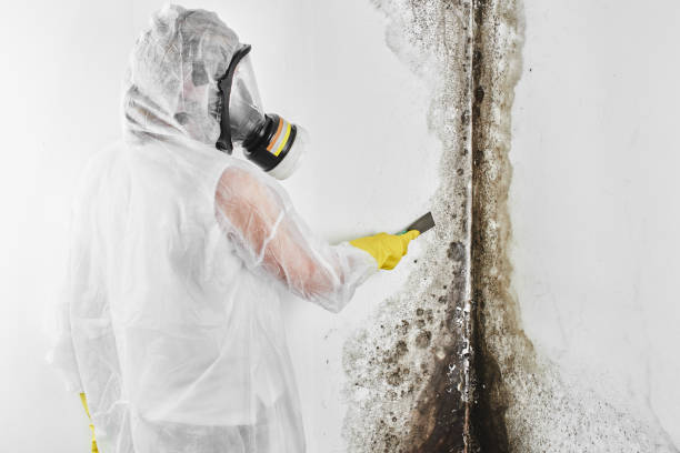 Best Mold Cleaning Services  in Coal City, WV