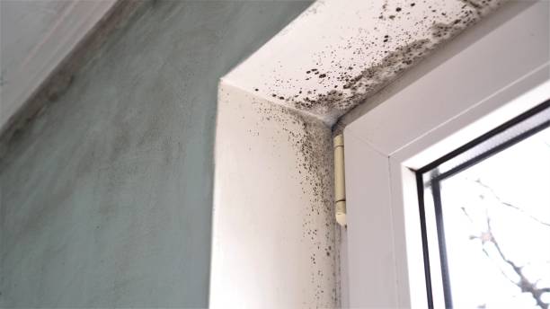 Best Crawl Space Mold Removal  in Coal City, WV