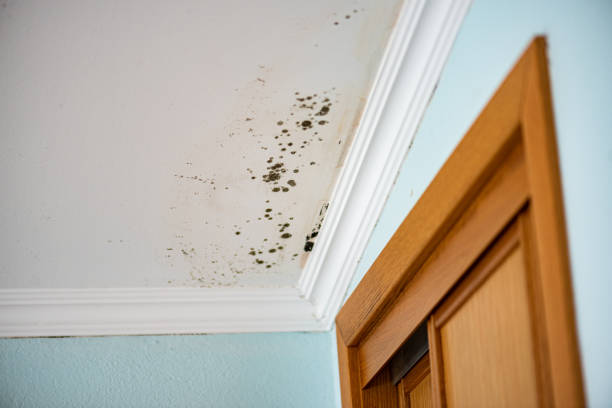 Best Best Mold Removal Companies  in Coal City, WV