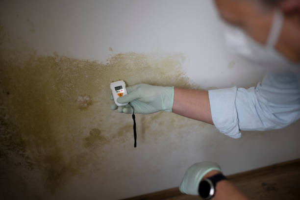 Best Office Mold Removal Services  in Coal City, WV