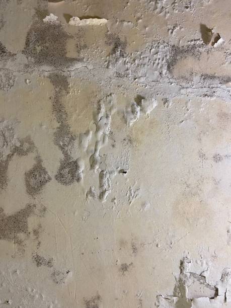 Best Local Mold Removal Service  in Coal City, WV