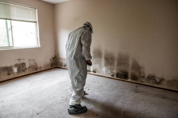 Best Mold Removal Company Near Me  in Coal City, WV