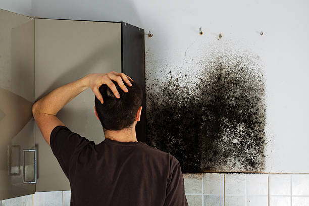 Coal City, WV Mold Removal Company