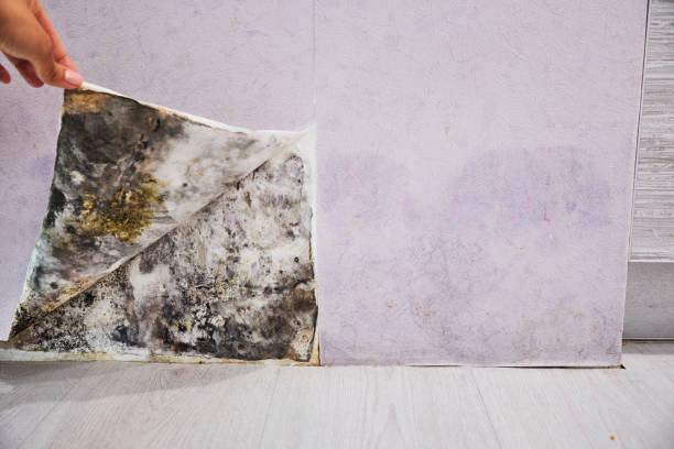 Best Emergency Mold Removal  in Coal City, WV
